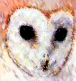 [Photo: Dance Owl Night]